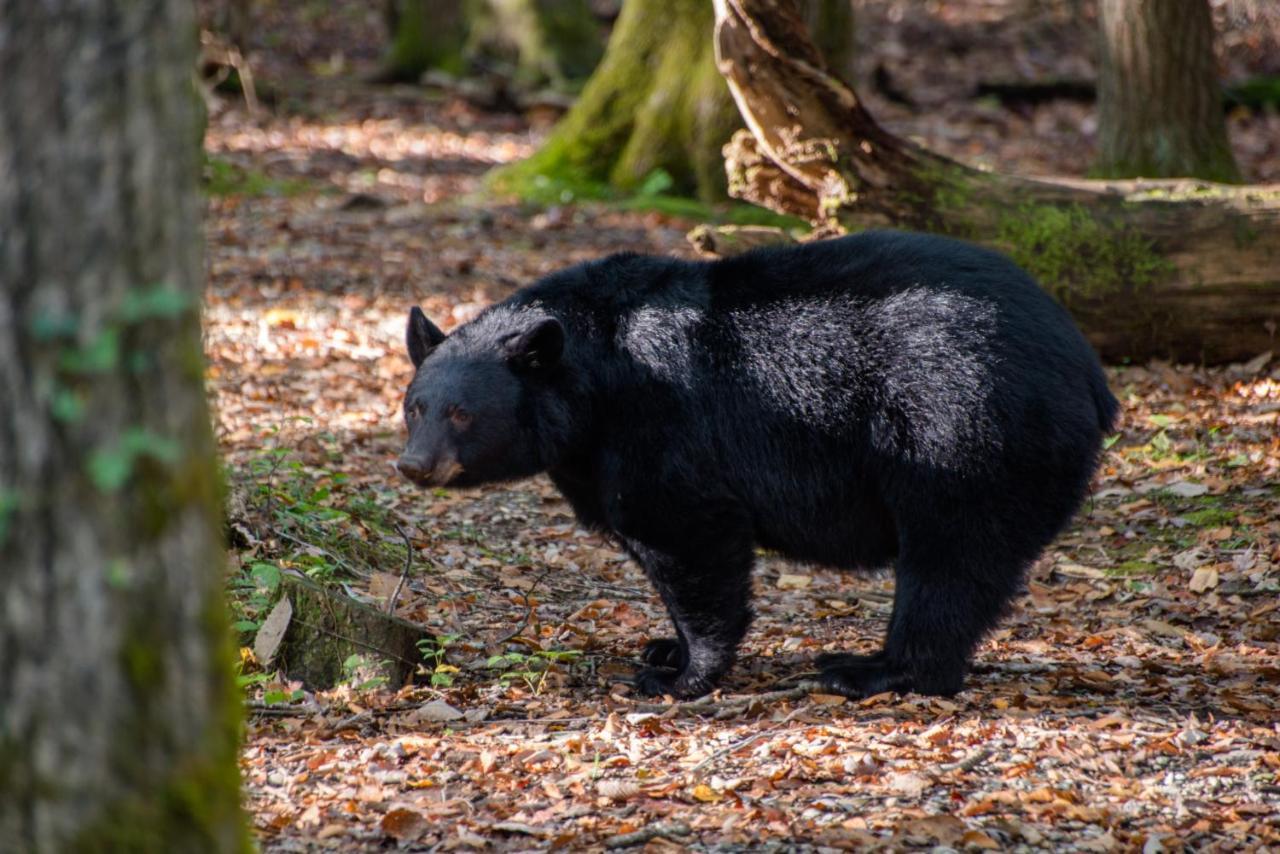 Friendly Bear Cabin พิเจนฟอร์จ ภายนอก รูปภาพ